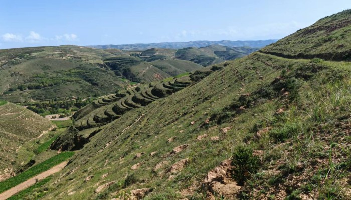 匠心植綠 渭河源項目部全力推進臨洮生態修復工程